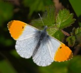 Orange Tip 030510_1